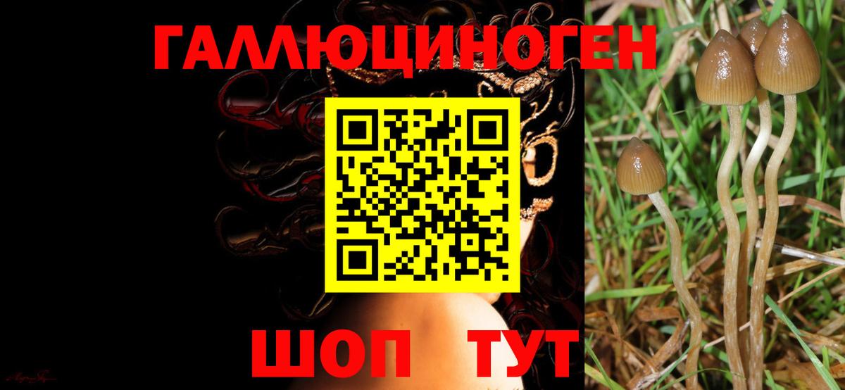 Псилоцибиновые грибы GOLDEN TEACHER  Вход с VPN  Чернушка  Псилоцибиновые грибы мицелий 